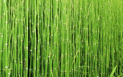 La Prêle du Japon&nbsp;: plantation, taille et entretien