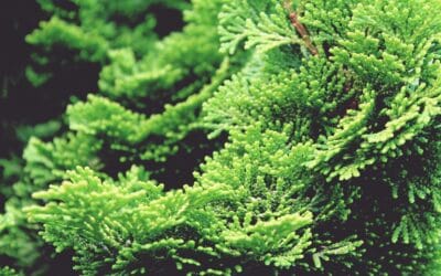 Le Cyprès de Leyland&nbsp;: plantation, taille et entretien