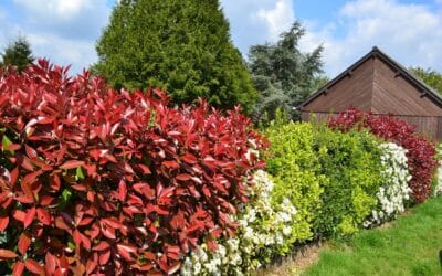 Le Photinia Fraseri&nbsp;: plantation, taille et entretien