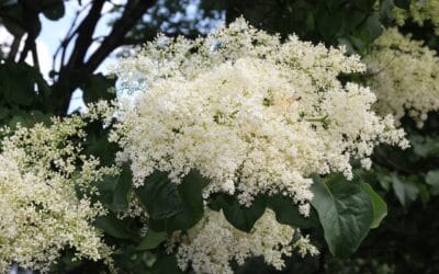 Le lilas japonais&nbsp;: comment mieux le semer pour obtenir un meilleur rendement&nbsp;?