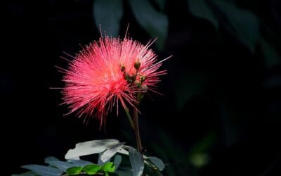 Les avantages de l’albizia rouge