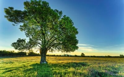 Pourquoi les frênes sont le complément idéal de votre jardin