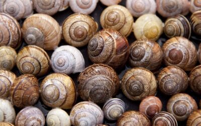 Quelques remèdes de grand-mère contre les escargots