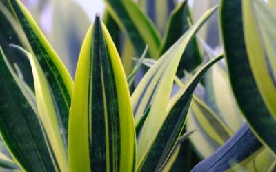 Tout savoir sur les plantes-serpents