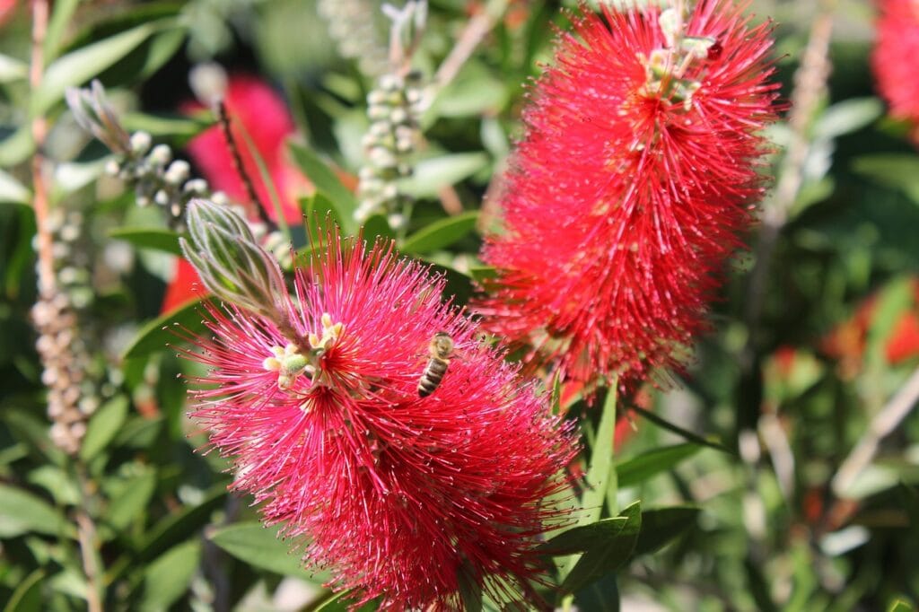 Boules albizia Blanc S main image 1