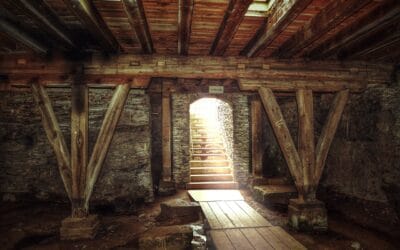 Comment se débarrasser du coniophore des caves&nbsp;?