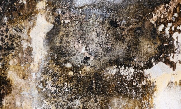 La mérule, un danger pour votre maison&nbsp;!