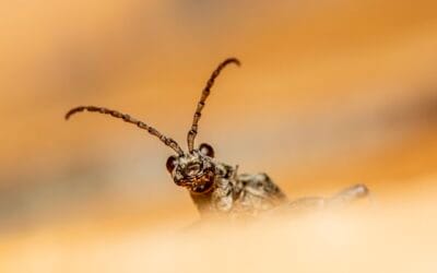 Tout connaître sur l’insecte capricorne