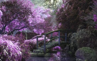 Quelles sont les fleurs violettes les plus courantes?