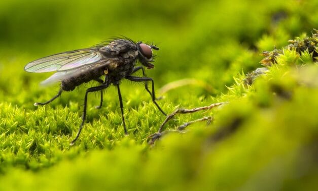 Comment se débarrasser d’un nid de mouche ?