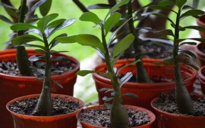 Quels sont les avantages d’avoir un arbre de Jade dans votre intérieur ?