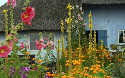 Quels arbres planter dans un petit jardin