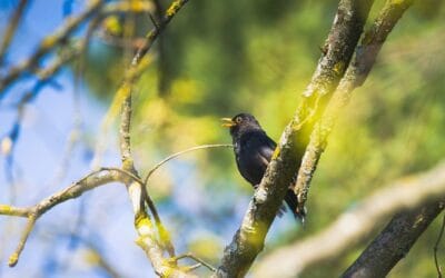 Tout savoir sur les œufs de merle&nbsp;: caractéristiques, incubation et curiosités